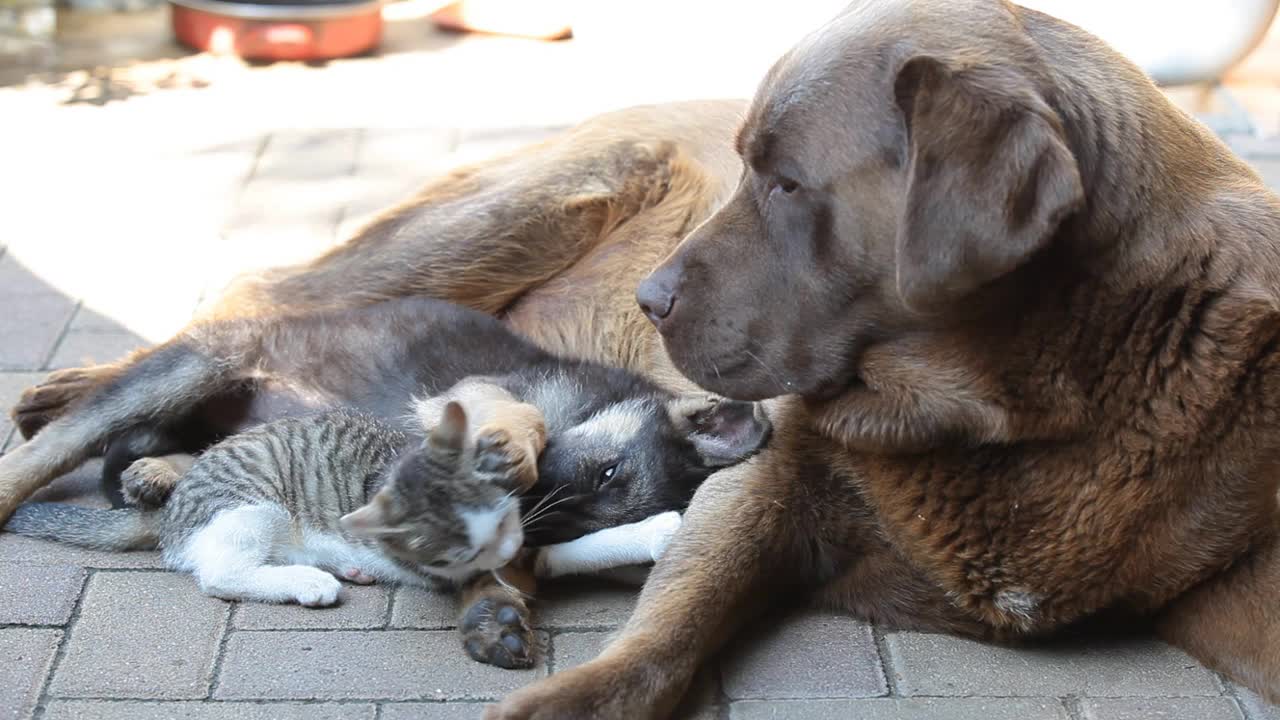 德国牧羊犬小狗和小猫像朋友一样在院子里玩。在他们旁边躺着一条大狗视频素材