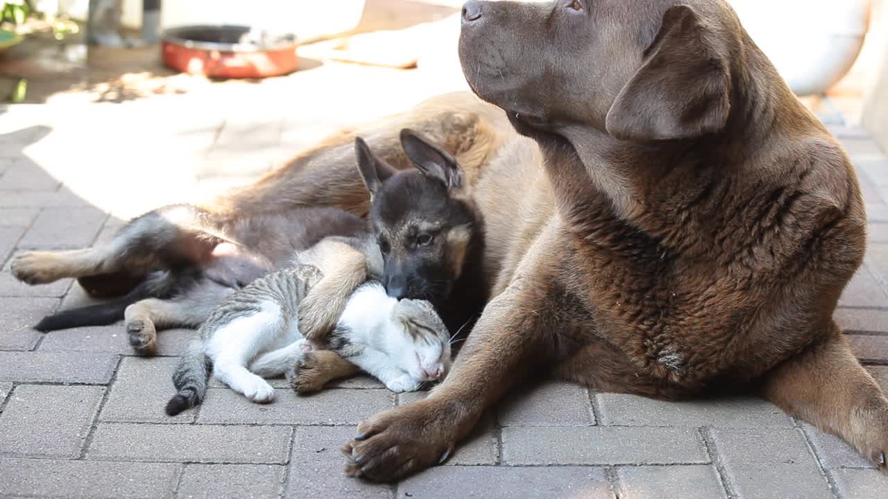 德国牧羊犬小狗和小猫像朋友一样在院子里玩。在他们旁边躺着一条大狗视频素材