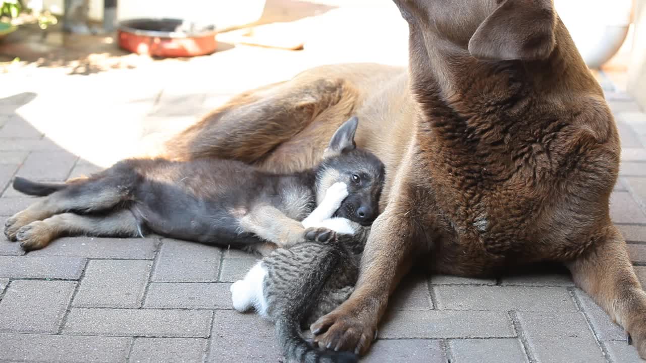 德国牧羊犬小狗和小猫像朋友一样在院子里玩。在他们旁边躺着一条大狗视频素材