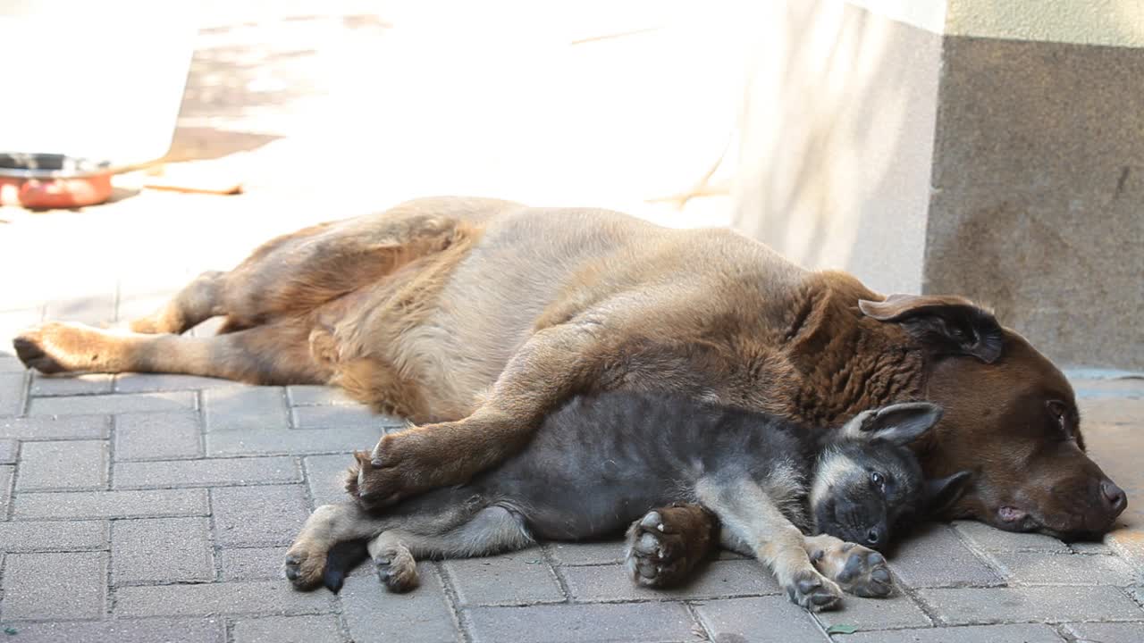 一只德国牧羊犬和一只拉布拉多犬躺在院子里视频素材