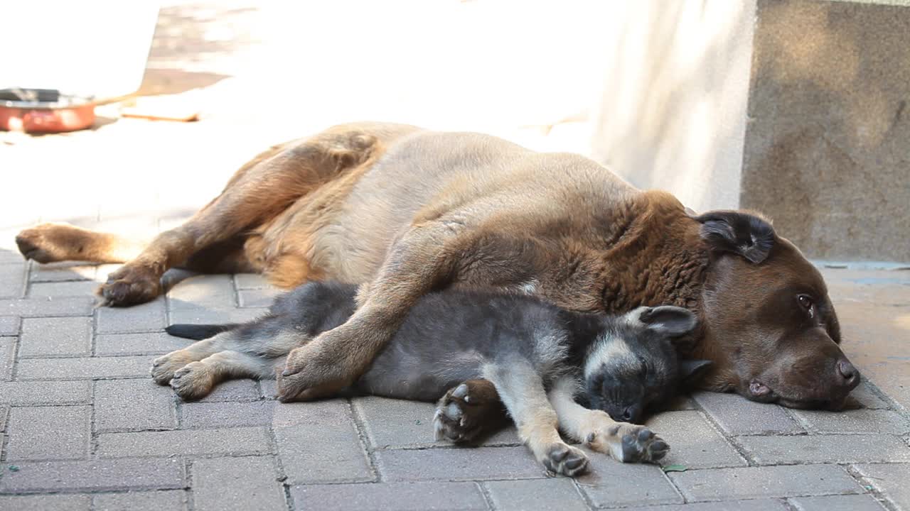 一只德国牧羊犬和一只拉布拉多犬正在睡觉。狗们在院子的阴凉处休息视频素材