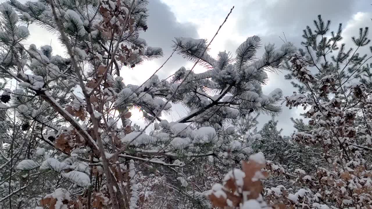 雪花落在冷杉树枝上。雪从森林里的松树树枝上落下。圣诞假期冬季背景视频素材