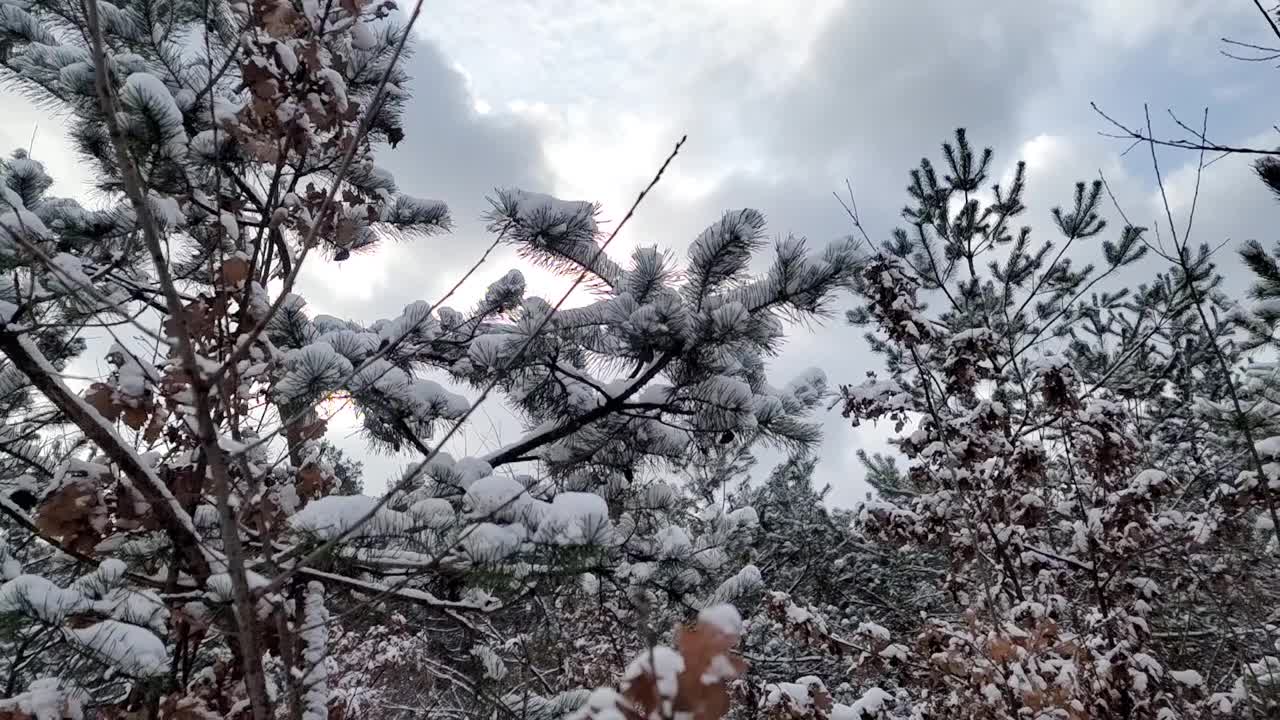 雪花落在冷杉树枝上。雪从森林里的松树树枝上落下。圣诞假期冬季背景视频素材