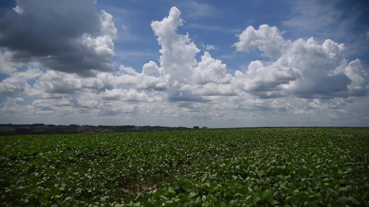 巴西大大豆种植园的发育和籽粒灌浆阶段视频素材