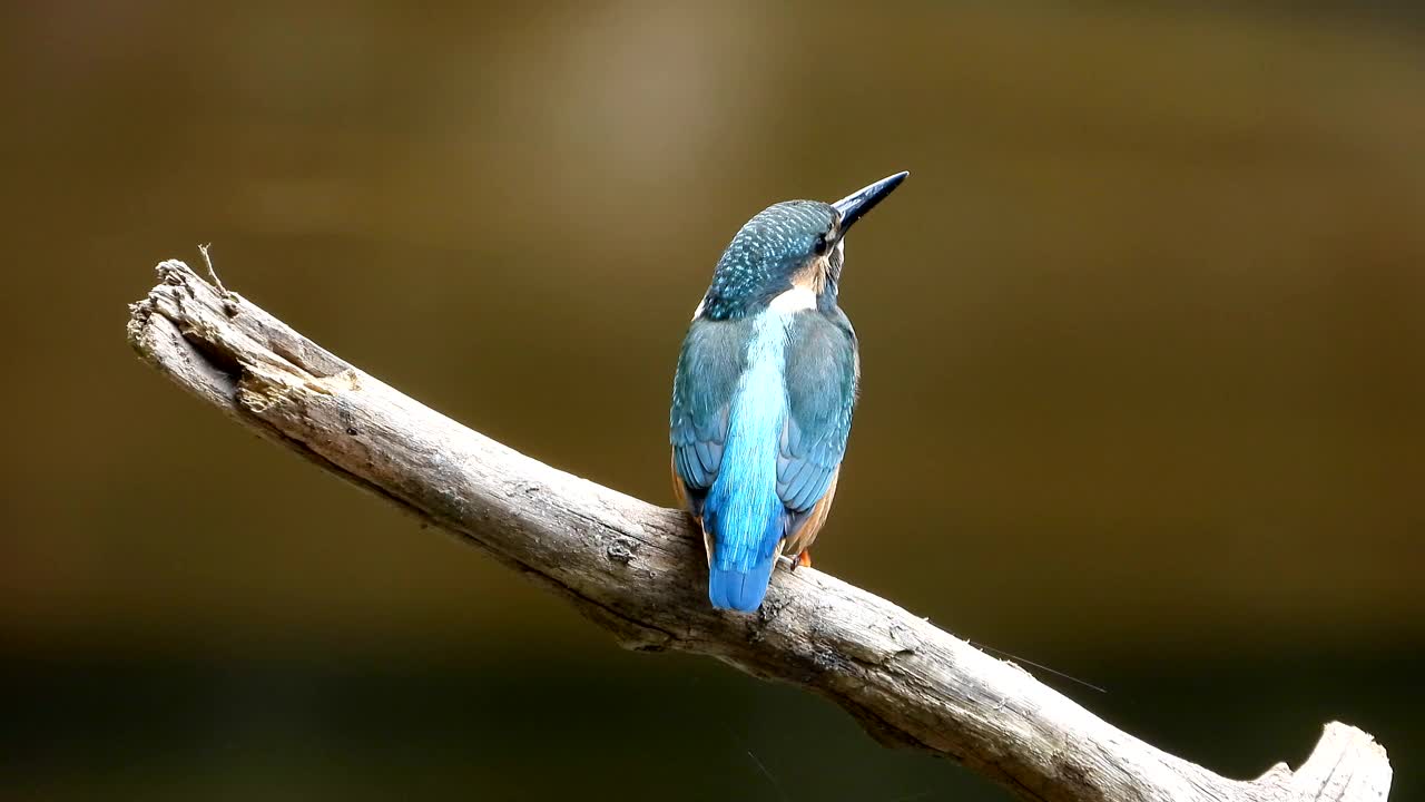 翠鸟(Kingfisher) /韩国视频素材