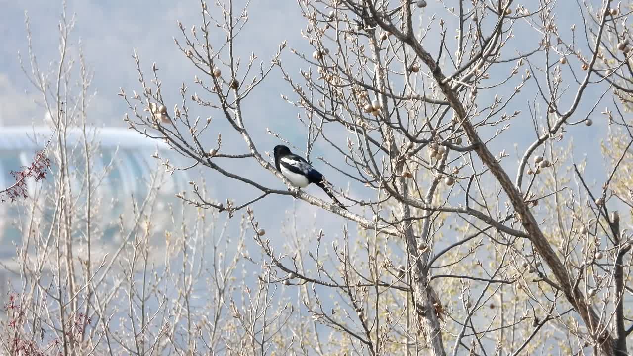 喜鹊/秀谷，大田，韩国视频素材