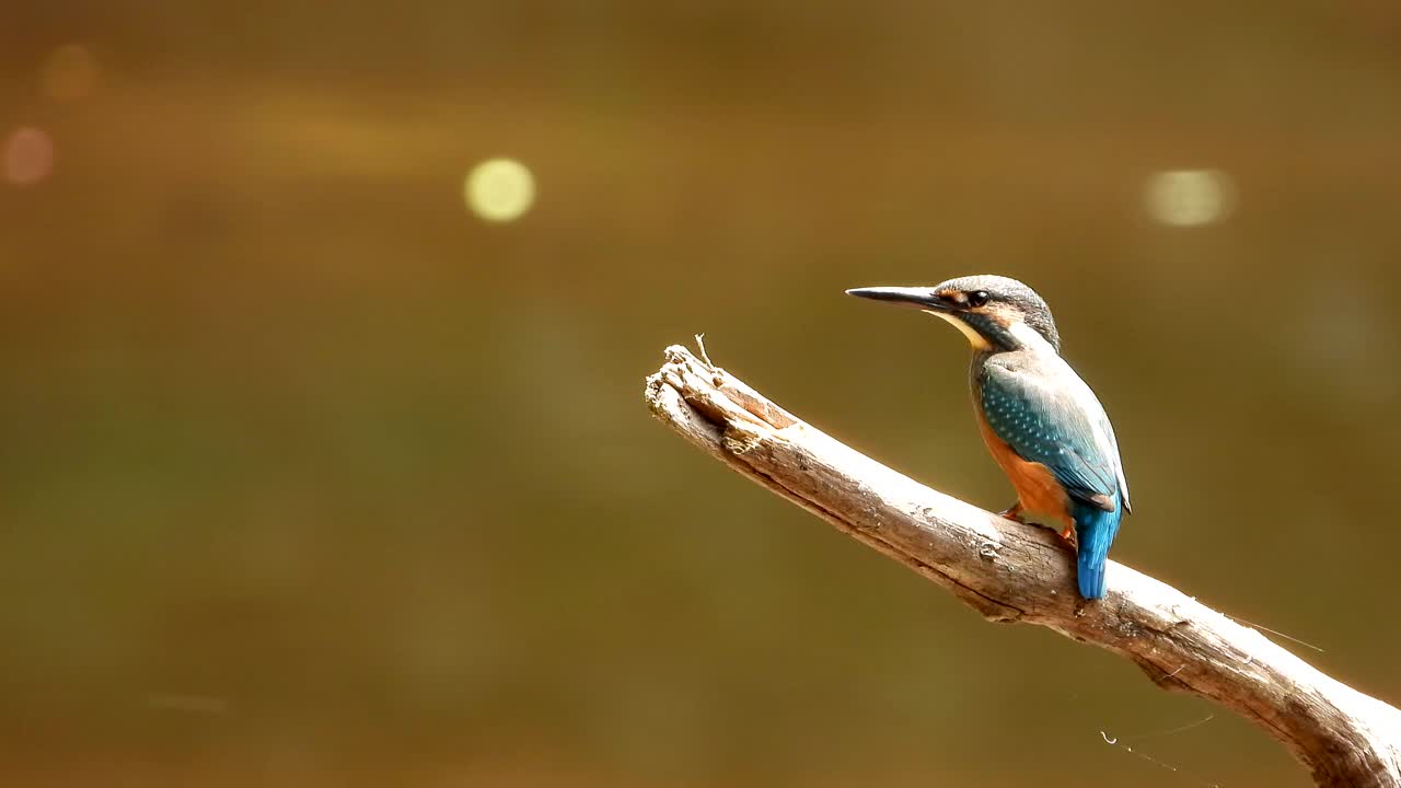 翠鸟(Kingfisher) /韩国视频素材