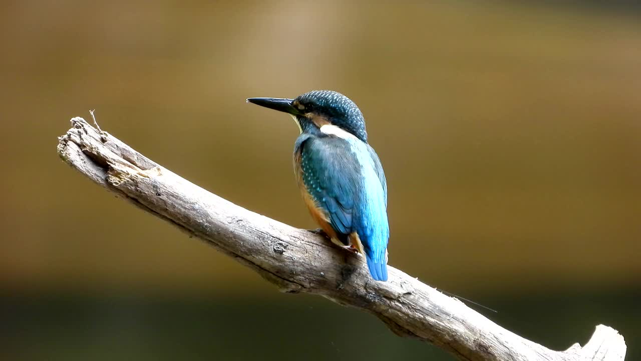 翠鸟(Kingfisher) /韩国视频素材