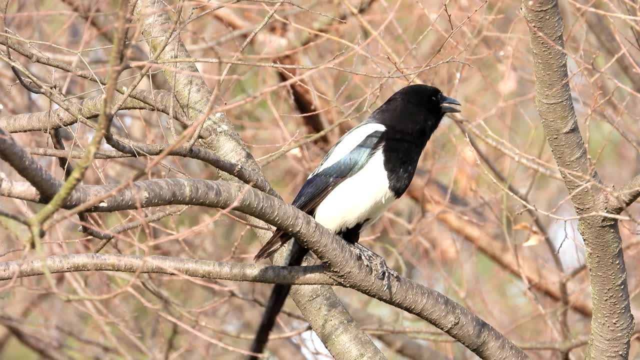 喜鹊/秀谷，大田，韩国视频素材