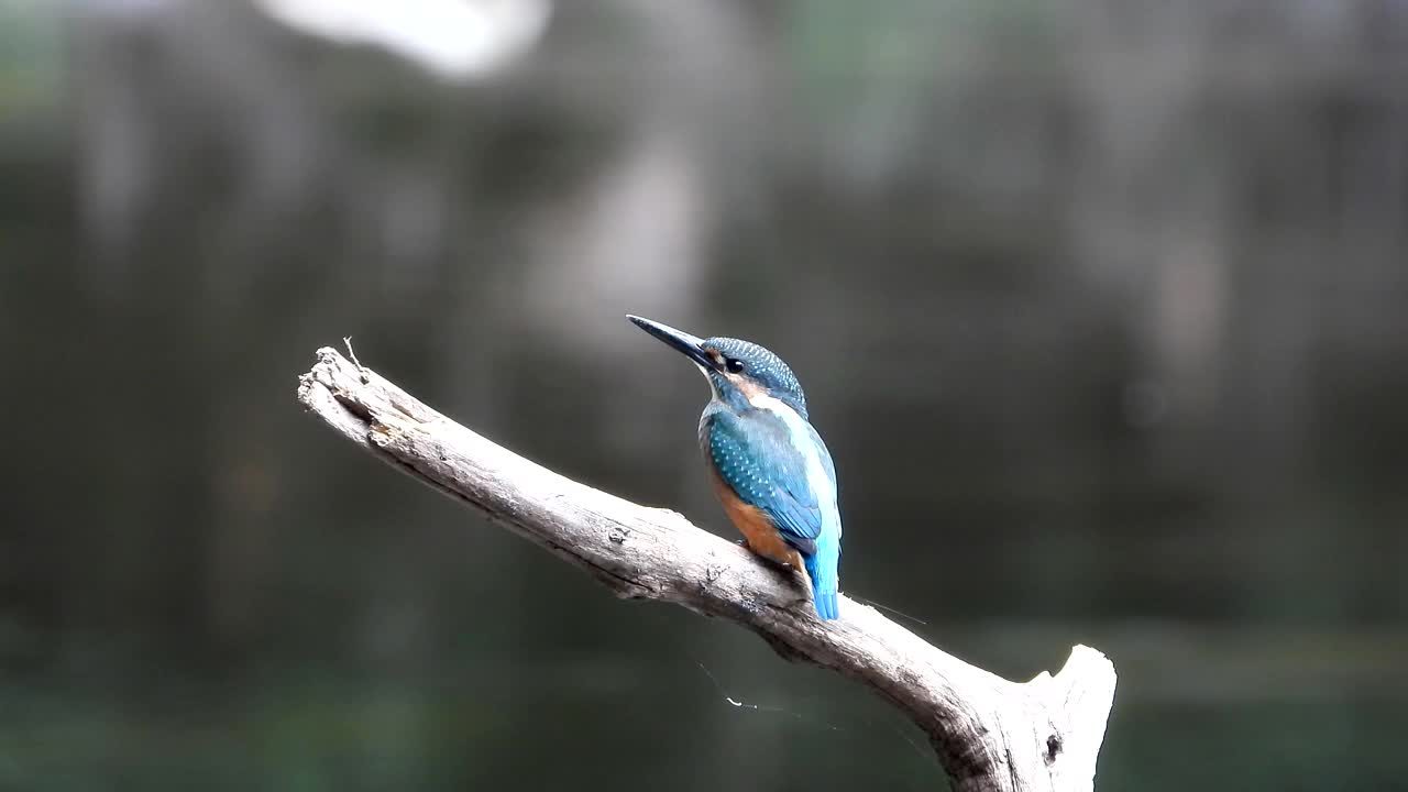 翠鸟(Kingfisher) /韩国视频素材