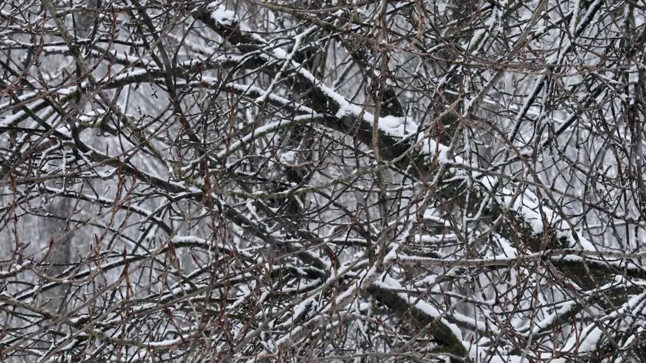 公园里下雪，树枝被雪覆盖。自然的冬季背景，白色的雪和寒冷的天气视频素材