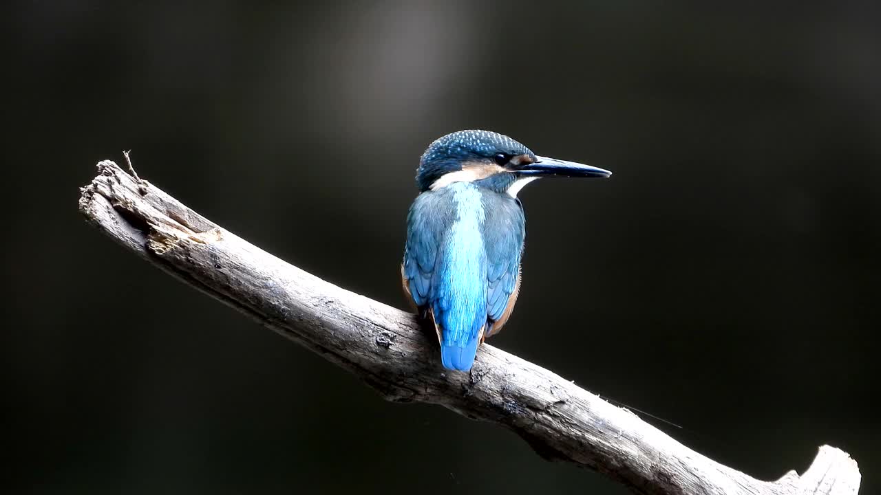 翠鸟(Kingfisher) /韩国视频素材