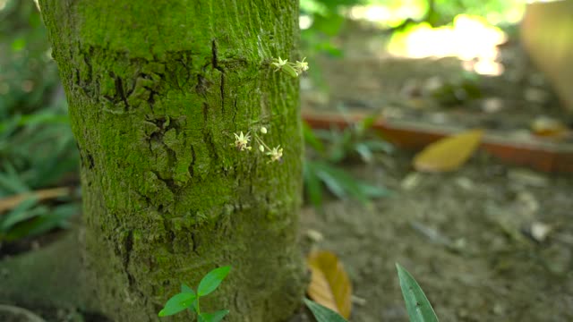 可可荚和可可花- 4K分辨率视频素材