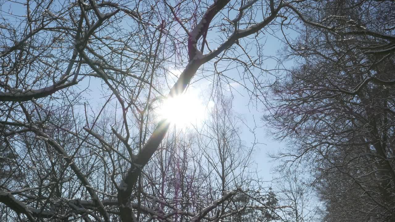 太阳穿过被雪覆盖的树枝。视频素材