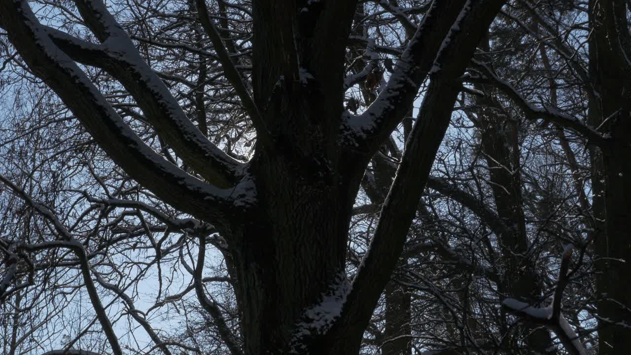 太阳穿过被雪覆盖的树枝。视频下载