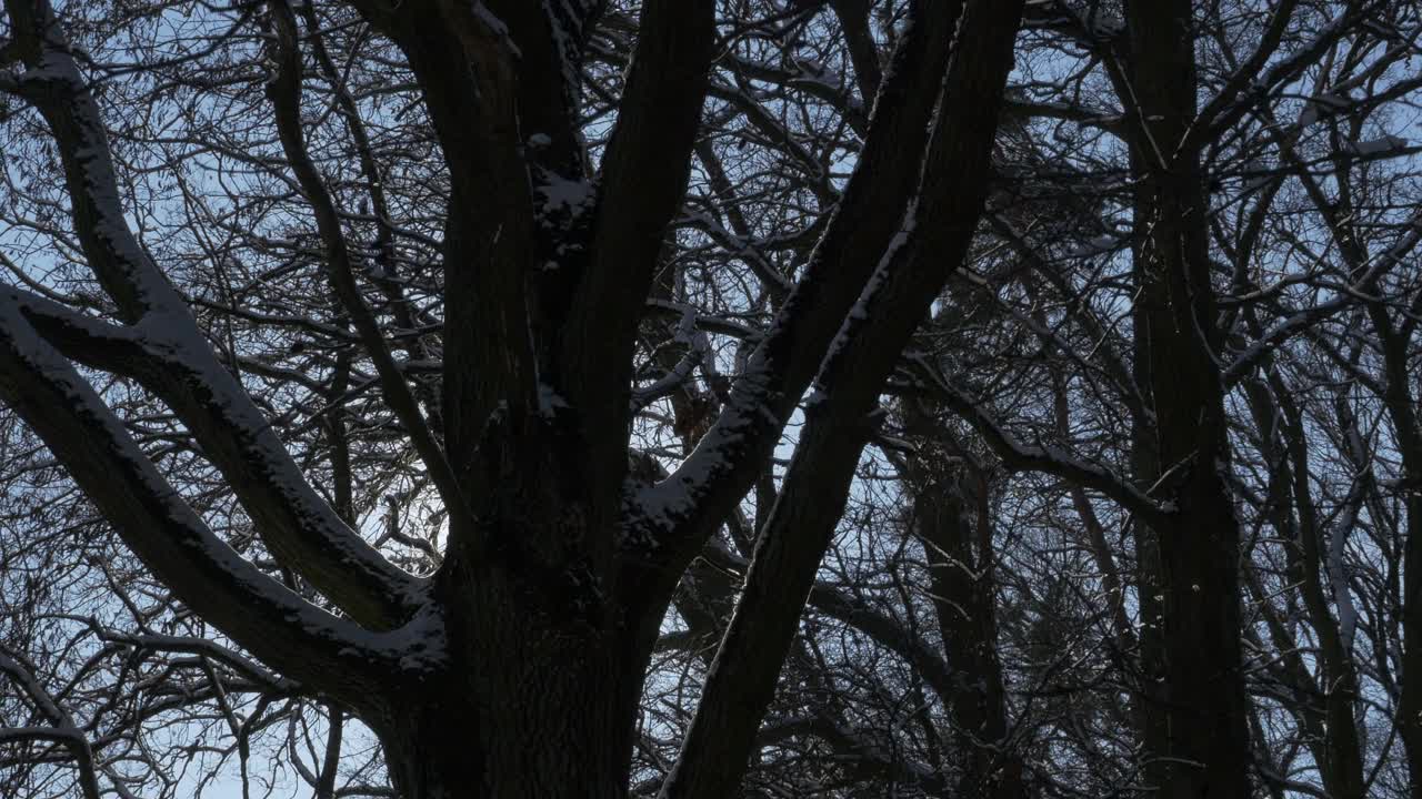 太阳穿过被雪覆盖的树枝。视频下载