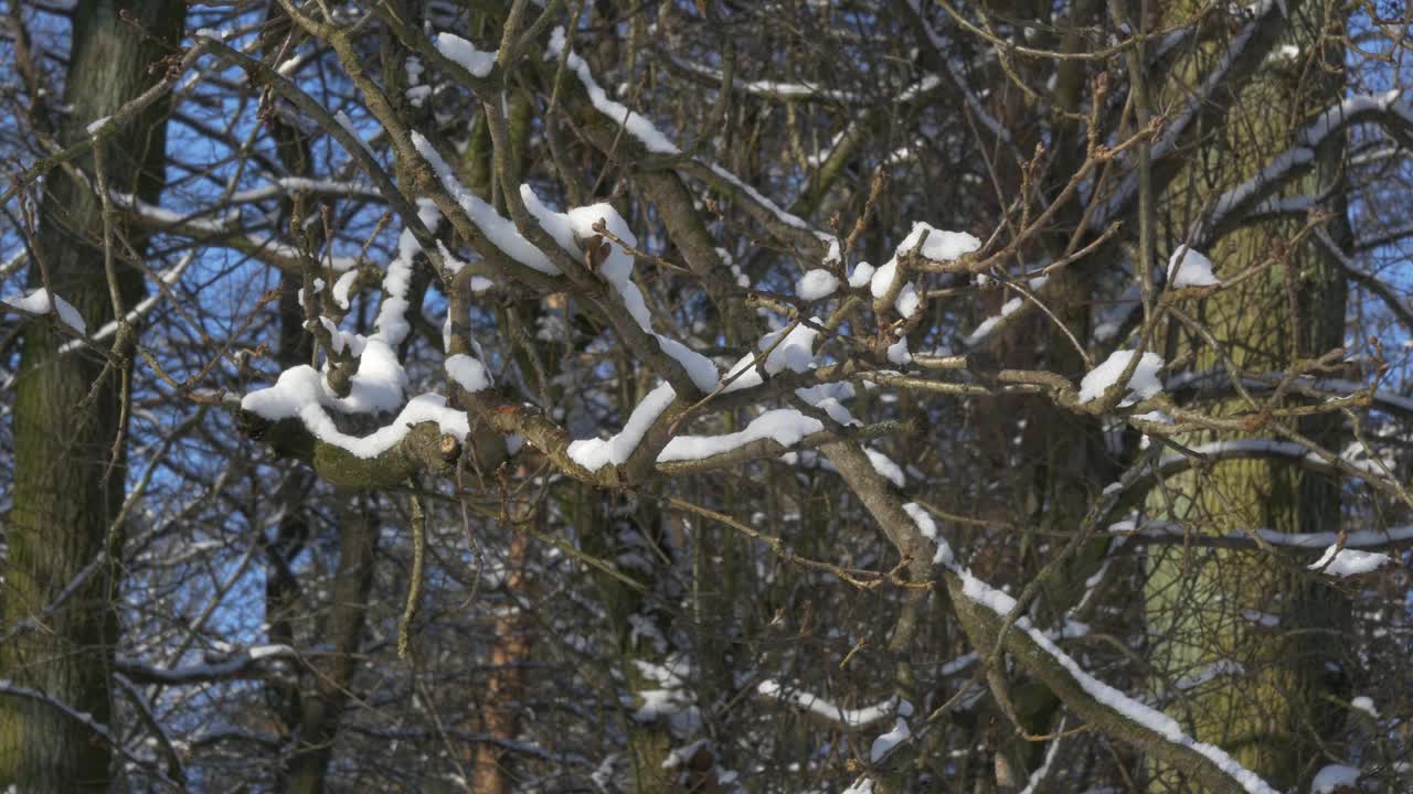 白雪覆盖的森林里的树枝视频素材