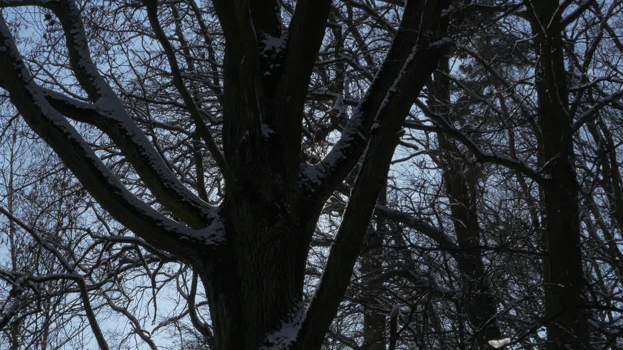 太阳穿过被雪覆盖的树枝。视频素材