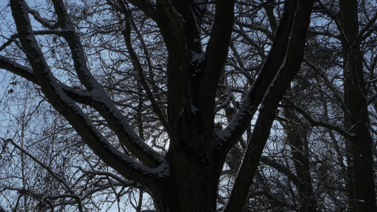 太阳穿过被雪覆盖的树枝。视频素材