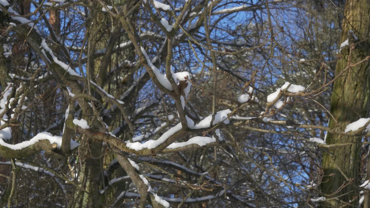 白雪覆盖的森林里的树枝视频素材