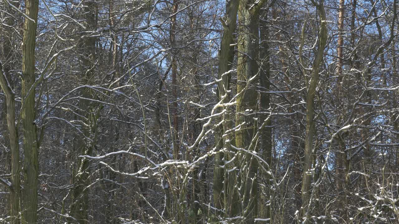 白雪覆盖着茂密的森林视频下载