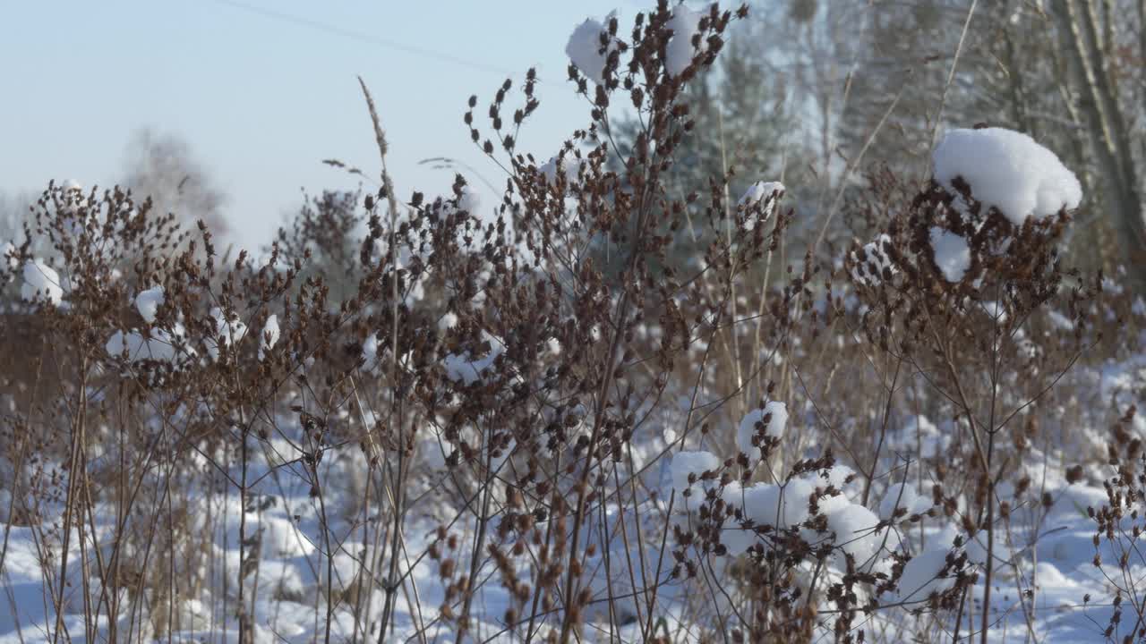 田野上的植物被新雪覆盖着视频素材