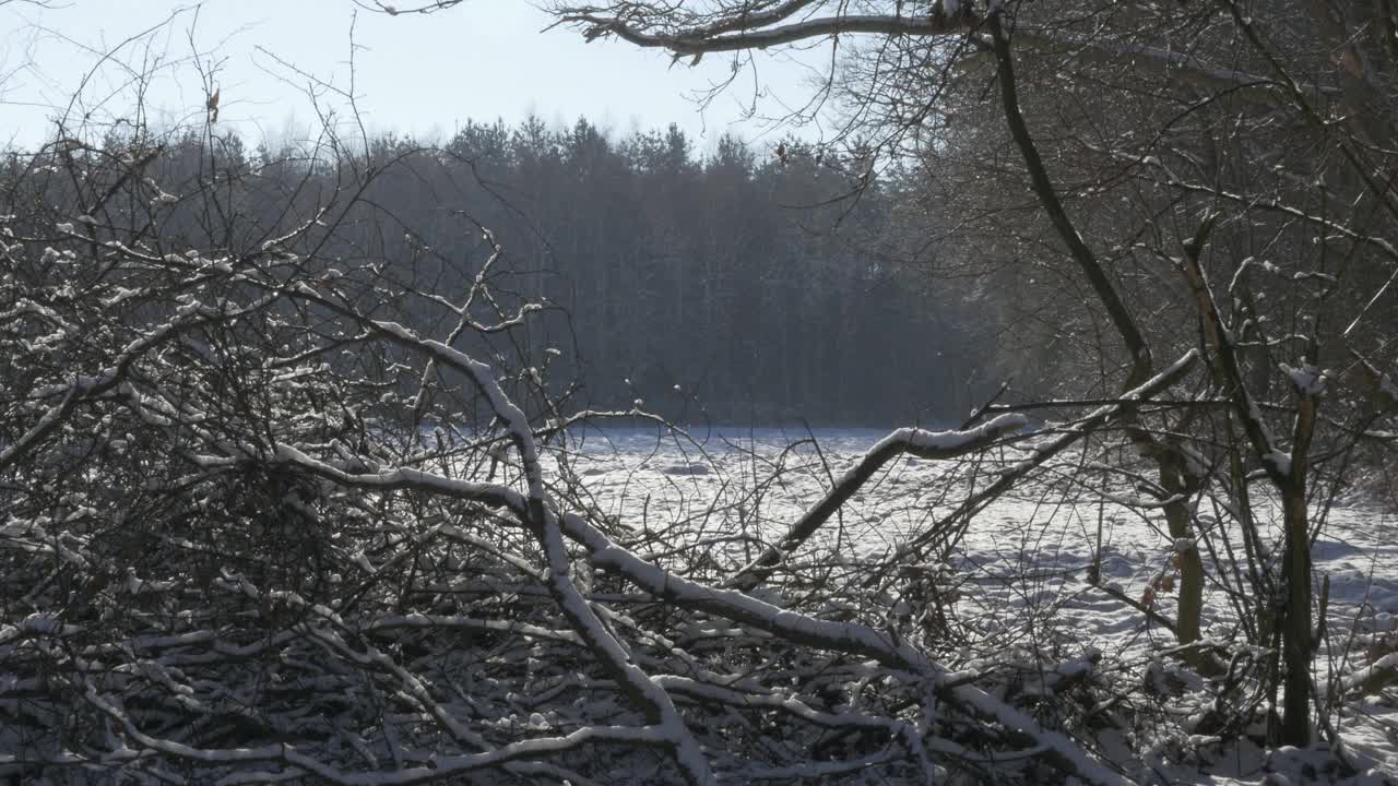 雪花从树上飘落在雪花上视频下载