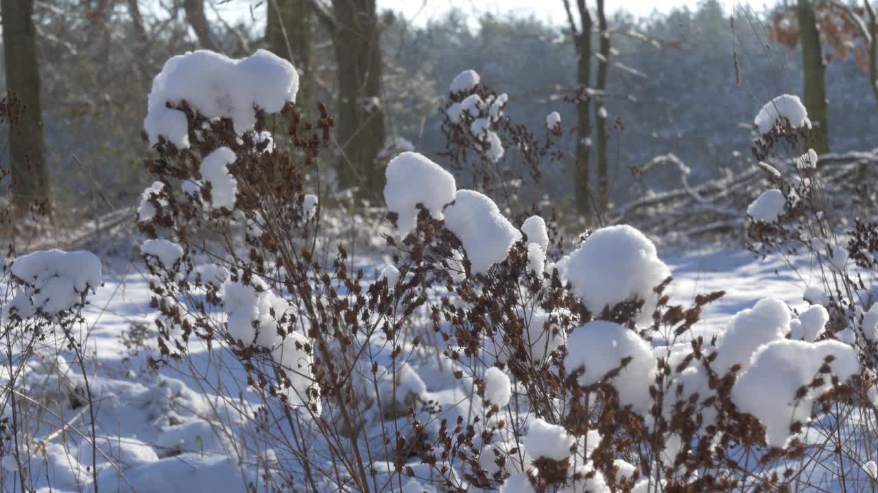 田野上的植物被新雪覆盖着视频素材