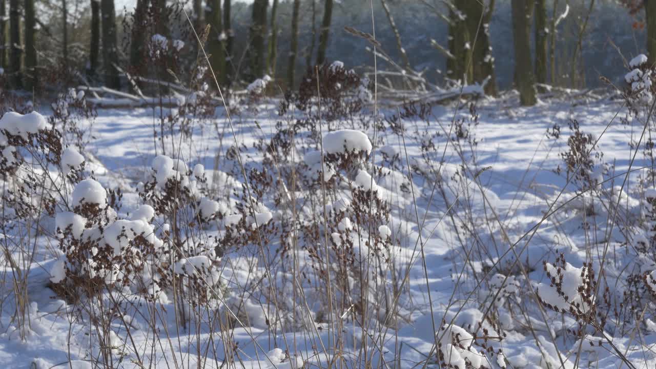 田野上的植物被新雪覆盖着视频素材