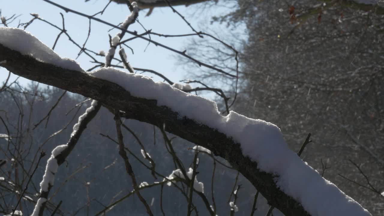 在一个美丽的冬日里，被皑皑白雪覆盖的树枝。视频素材