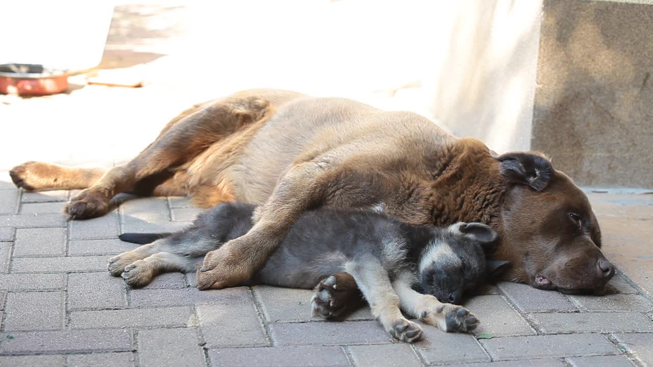 一只德国牧羊犬和一只拉布拉多犬正在睡觉。狗们在院子的阴凉处休息视频素材