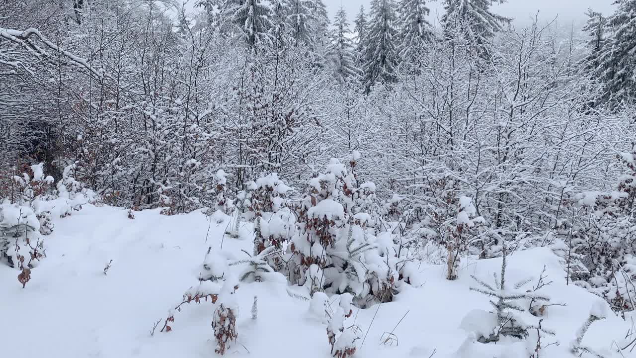 冬天的森林被雪覆盖视频素材