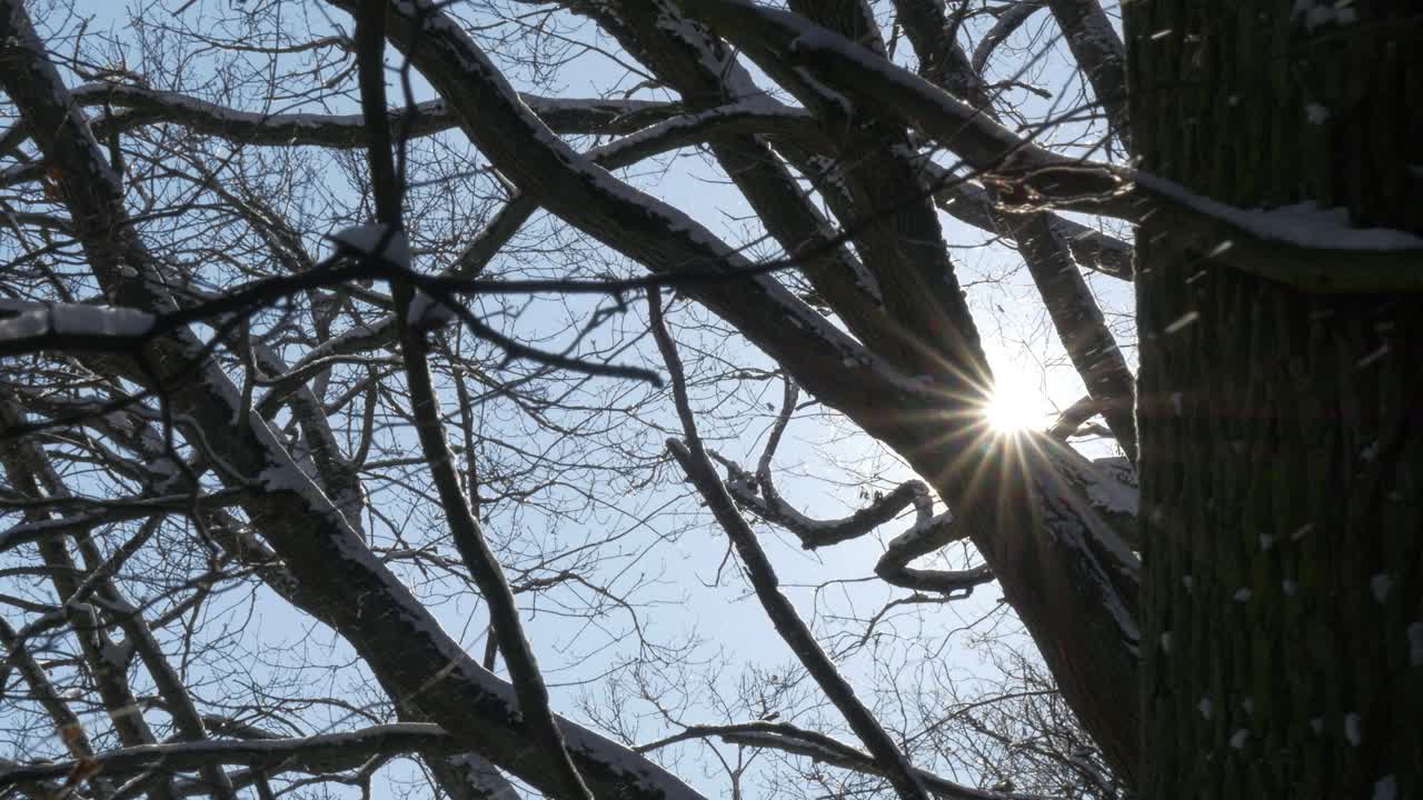 太阳穿过被雪覆盖的树枝。视频下载