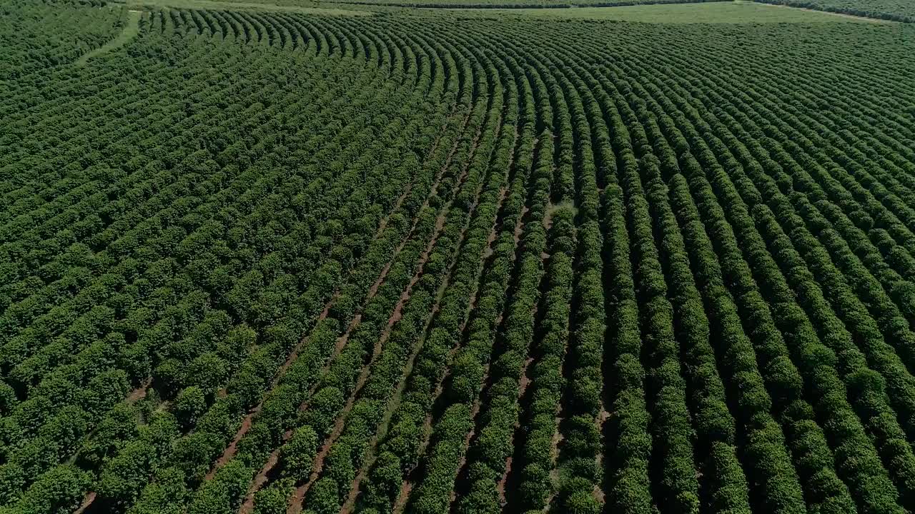 咖啡种植园的航拍图像视频素材