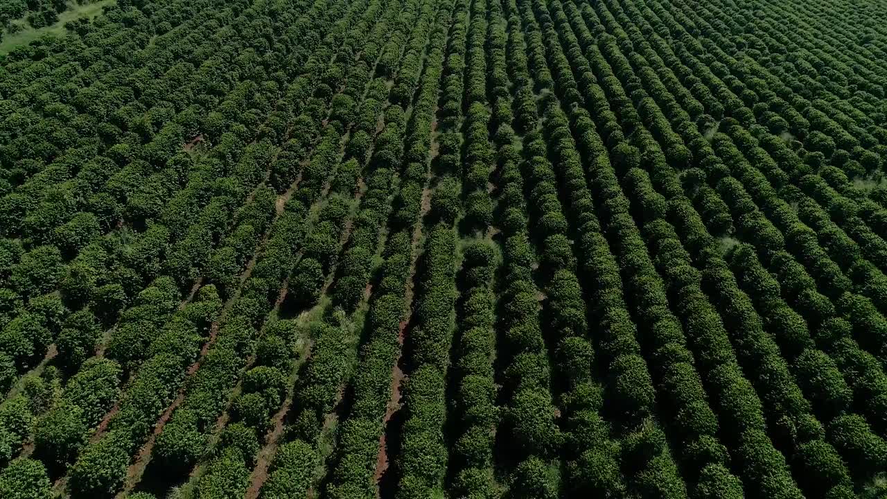 咖啡种植园的航拍图像视频素材