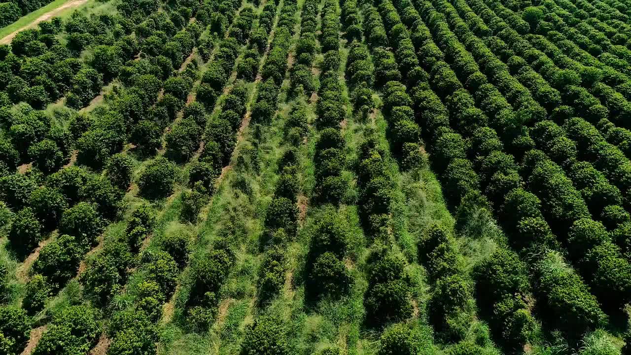 咖啡种植园的航拍图像视频素材