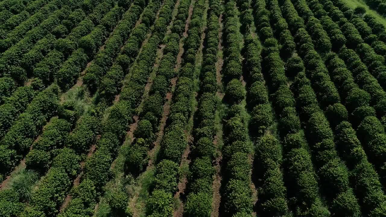 咖啡种植园的航拍图像视频素材