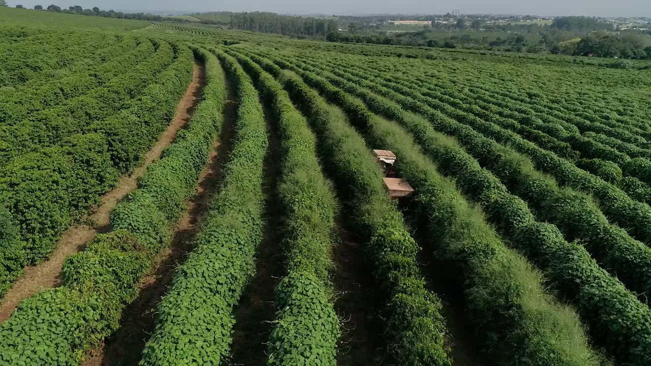 咖啡种植园的航拍图像视频素材