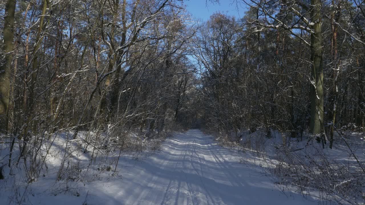 树枝上覆盖着雪和森林道路在一个晴朗的日子与蓝天视频下载