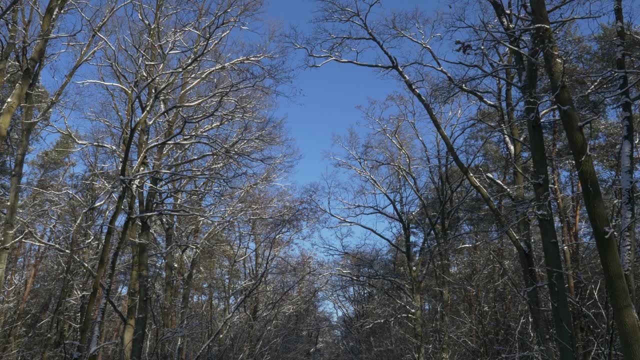 白雪覆盖的树枝在一个晴朗的日子与蓝天视频素材