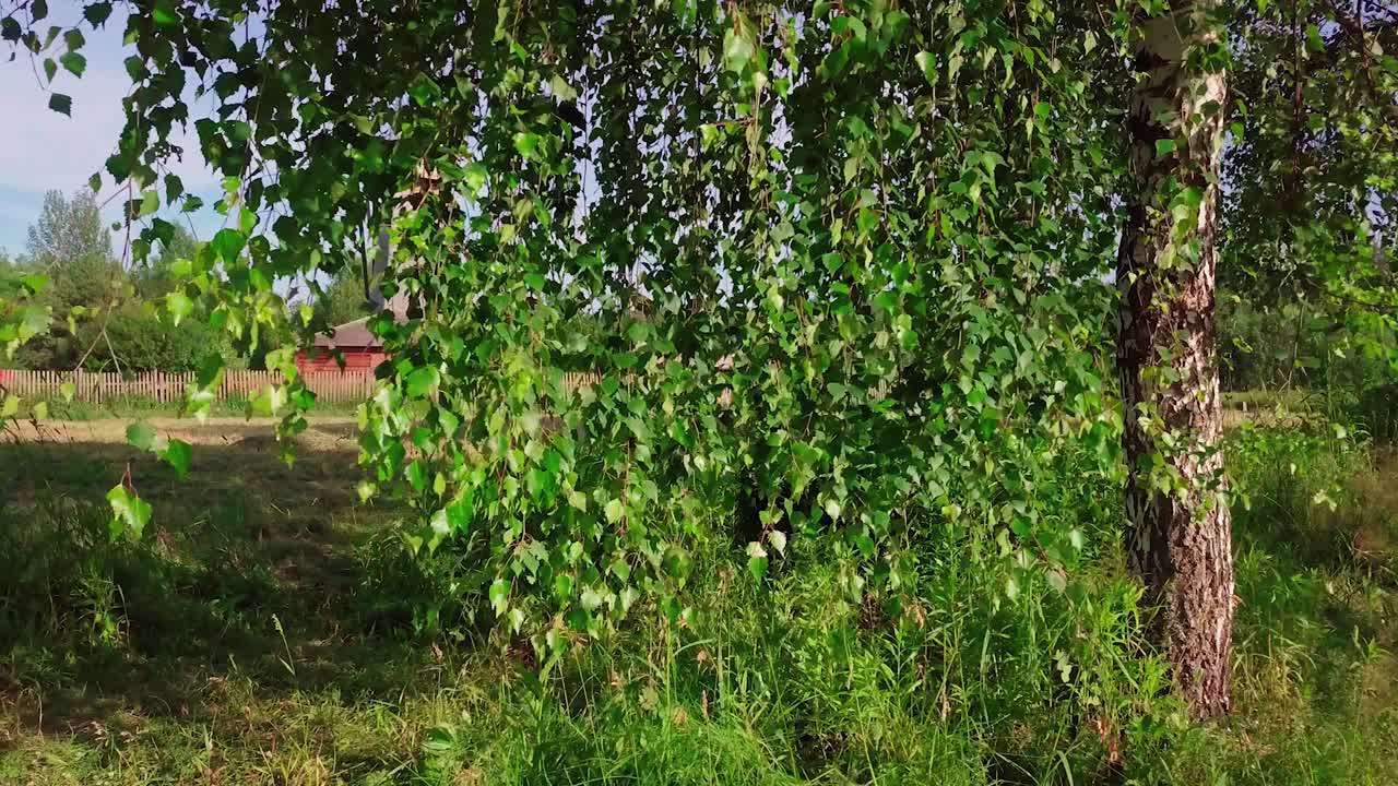 废弃的破旧风车在灌木丛和绿色森林的背景下。前景是一棵俄罗斯白桦树和一片修剪过的田野。4 k的决议视频素材