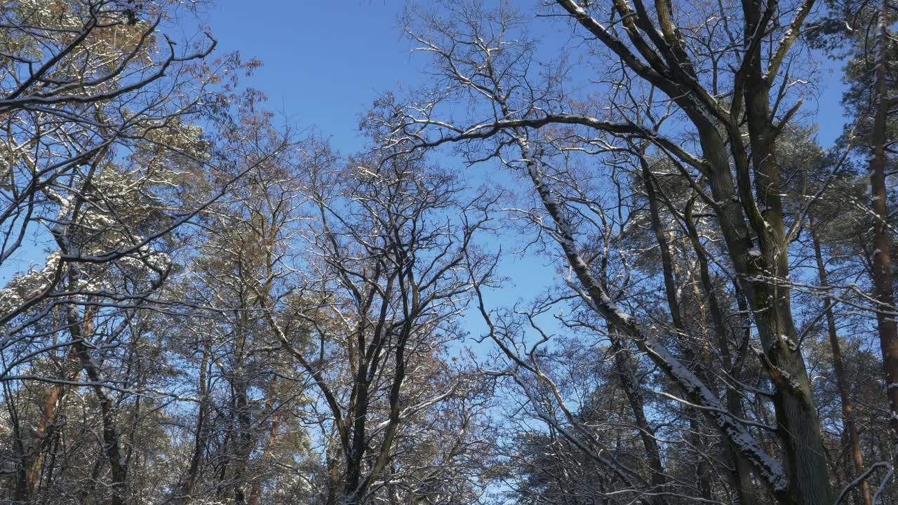 白雪覆盖的树枝在一个晴朗的日子与蓝天视频下载