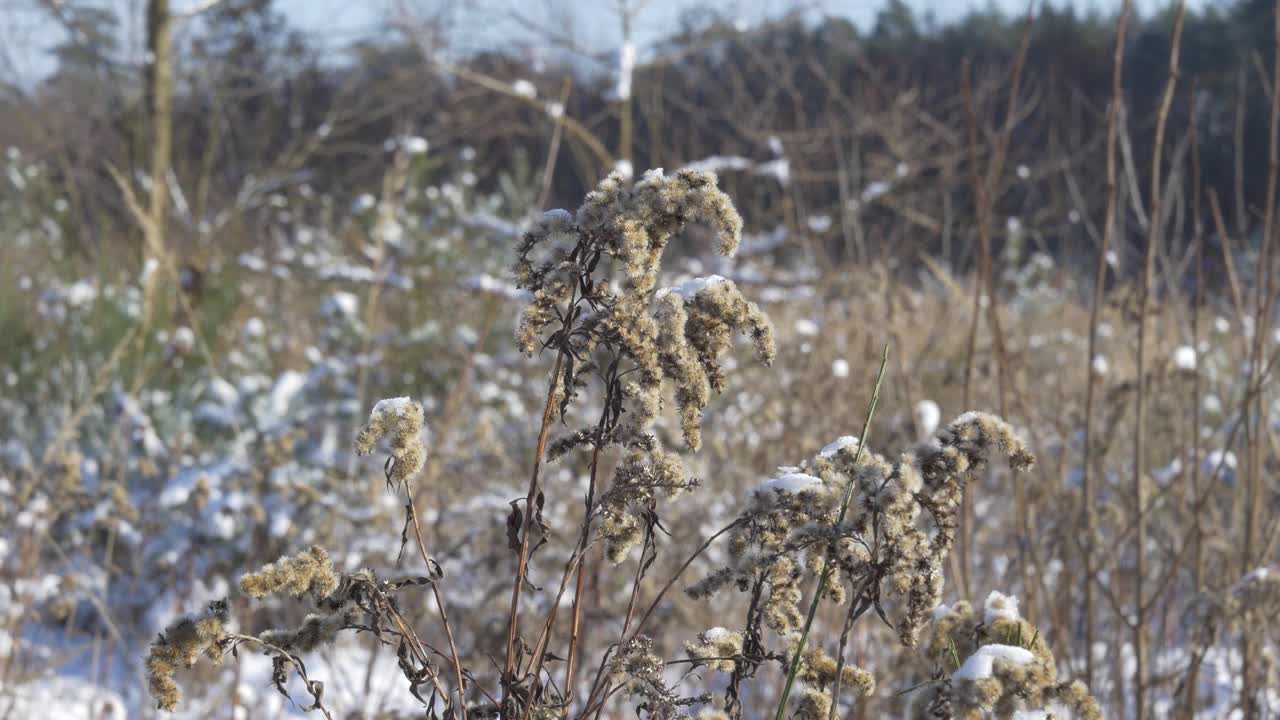 田野植物被新雪覆盖的特写。一个阳光明媚的日子。视频下载