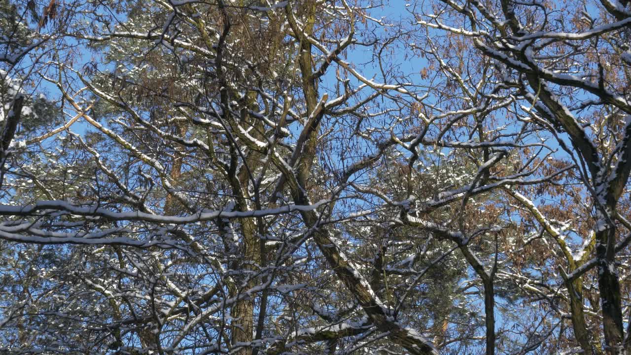 树枝上覆盖着雪和森林道路在一个晴朗的日子与蓝天。大的特写。视频素材