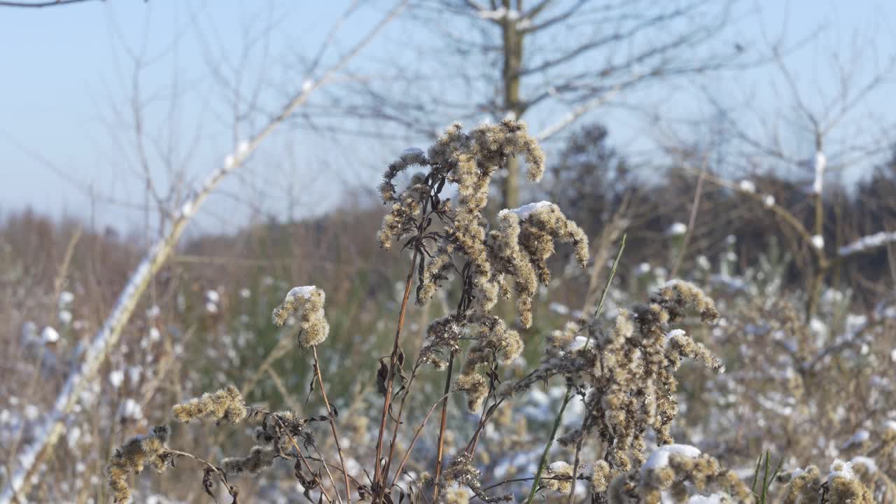 田野植物被新雪覆盖的特写。一个阳光明媚的日子。视频下载