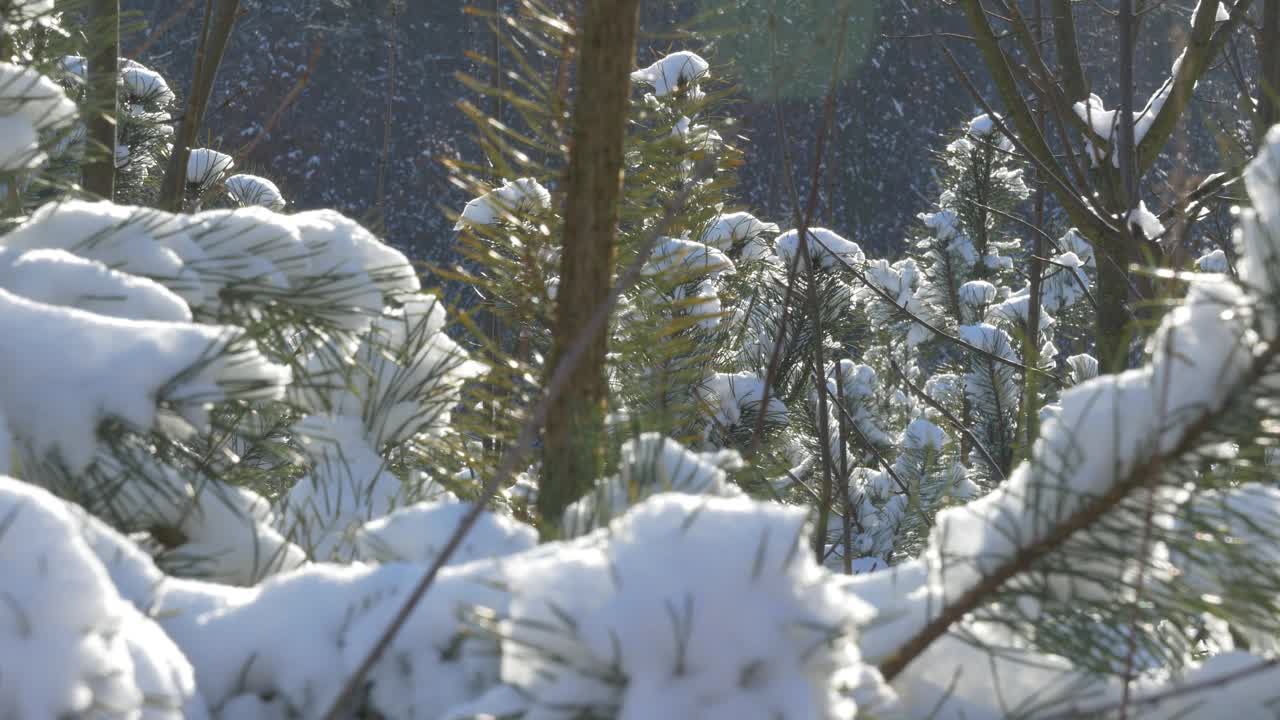 森林中针叶树的特写。植物被雪覆盖。阳光明媚的一天。视频下载