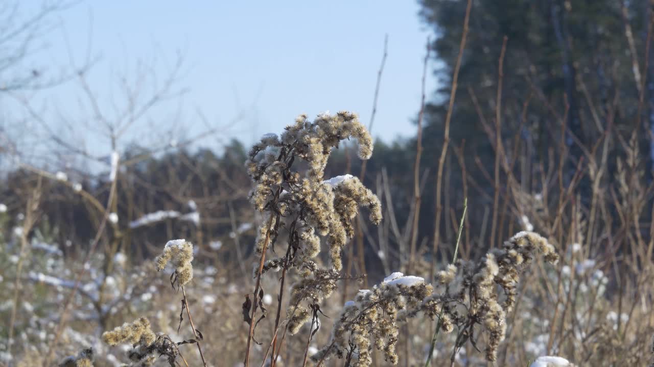 田野植物被新雪覆盖的特写。一个阳光明媚的日子。视频下载