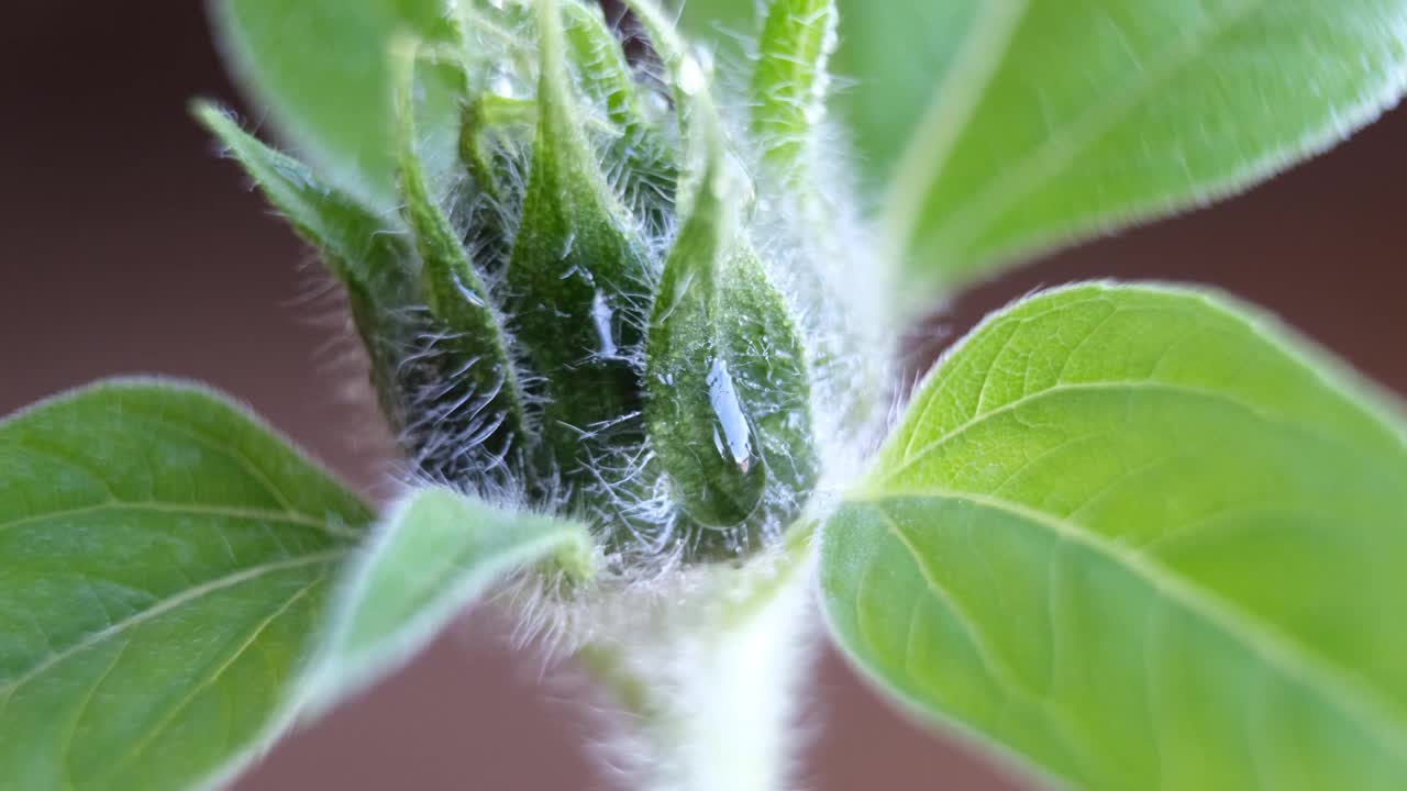 露水下降。向日葵花蕾上的露珠视频素材