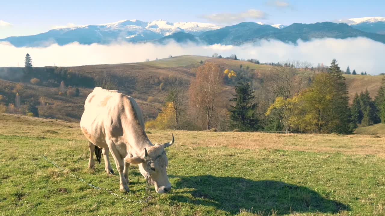 在夏季高山高寒草甸上放牧的农场奶牛。视频素材