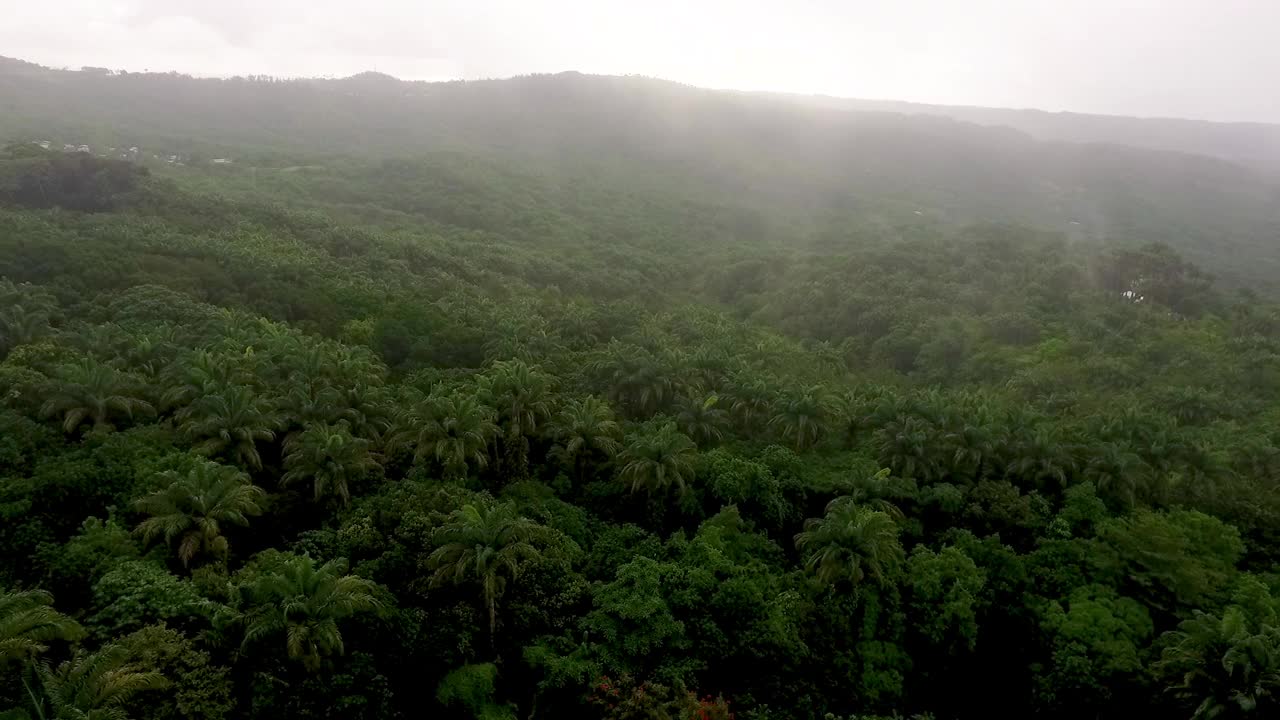 在茂密的热带森林上空的云层中视频素材